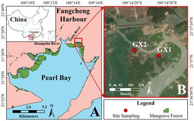 Factors influencing mangrove carbon storage and its response to environmental stress